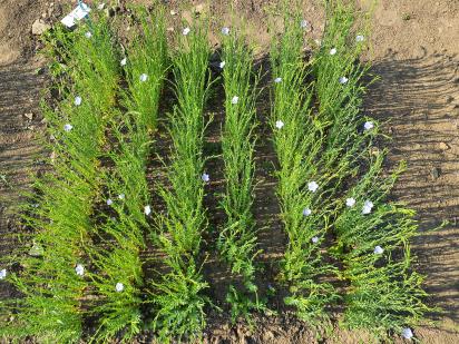 Click for 7 image(s) for this accession.